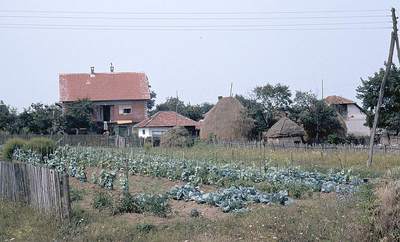 Vegtable garden and haystacks in a household compoun in Orsac, Serbia (1984) Vegetable garden and haystacks in a household compound in Orasac, Serbia 1984